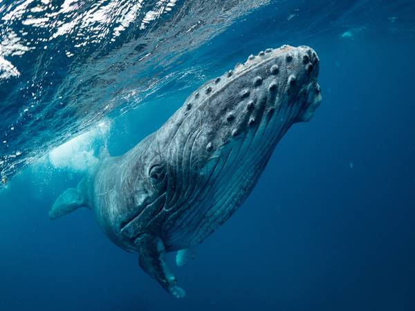 Nằm mơ thấy cá voi là số mấy? Mộng thấy cá voi đánh con gì