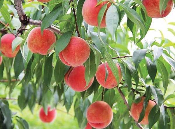 Nằm mơ thấy quả đào đánh con gì may mắn dễ trúng nhất