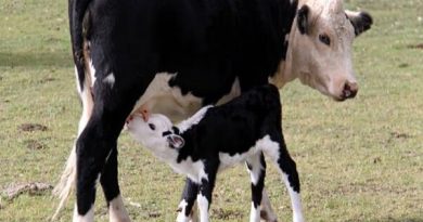 Nhìn thấy bò đẻ